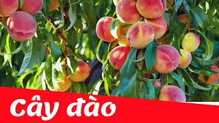 Dạy bé học nhận biết cây ăn quả tiếng việt | cây đào | Dạy trẻ thông minh sớm