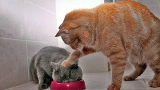 СМЕШНОЕ ВИДЕО ПРО КОШЕК 2016/  FUNNY VIDEOS ABOUT CATS 2016