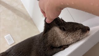 カワウソさくら お風呂でのぼせてそのまま寝落ちしそうなカワウソ otter that seems to fall asleep in the bathroom