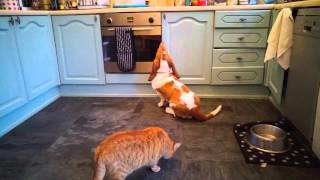 Whining Basset Hound puppy (8 months)