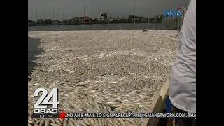 24 Oras: Sandamakmak na isda sa ilang palaisdaan, nangamatay