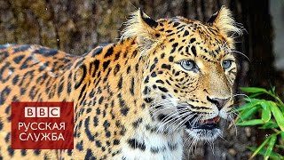 Леопард напал на людей в школе в Бангалоре