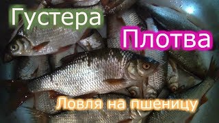 Плотва Густера Ловля в проводку