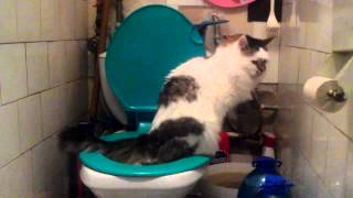 Кот ходит по нужде на унитаз. Как приучить кота к унитазу?