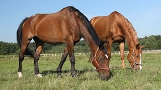Мультики для детей Презентация животных Голоса и звуки животных
