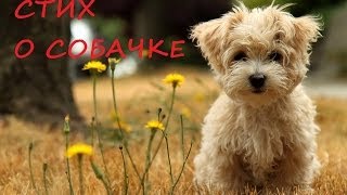 Віршик песик сірко / Стих собака шарик / Poetry dog Pluto