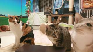2017.12.24 猫部屋ライブ映像   Cats ＆ Kittens room 【Miaou みゃう】