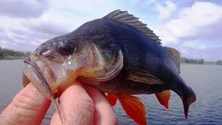 Ловля окуня 2016 / Уловистые приманки