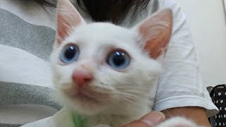 子猫がうちにやって来た　病院に行って来ました　なぜ今なの？