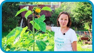 Экскурсия в урожайный огород. Наш огород и теплица 2019