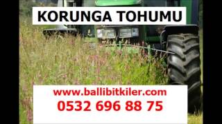korunga tohumu satışı,tigem korunga tohumu fiyatı,ucuz korunga tohumu,korunga tohumu üretimi