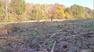 Fall Turkey Hunting - 4 Birds Down