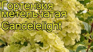Гортензия метельчатая Candelelight. Краткий обзор, описание характеристик
