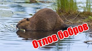 Отлов бобров | Лучший способ, 2001 год