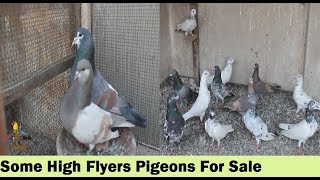 Kabli Kabootar For Sale And Our Breeding Pigeons Pairs