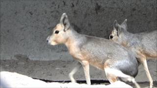 Wild nature Patagonian mara