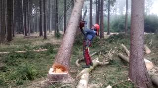 VERY DANGEROUS Tree felling versus Chainsaw HUSQVARNA 560 XP
