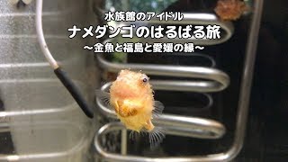 水族館のアイドル・ナメダンゴのはるばる旅〜金魚と福島と愛媛の縁〜
