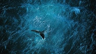 Planet Ocean [CZ] - Film (Yann Arthus-Bertrand & Michael Pitiot)