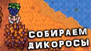 СОБИРАЕМ ДИКОРОСЫ (Stardew Valley)