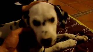 Dalmata y Niño Aprendiendo a Relacionarse