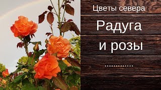 Розы на даче, радуга и розы.