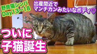 猫 出産 野良猫が子猫を家に連れて来る!? 猫とリクガメ Kitten birth Cat and tortoise
