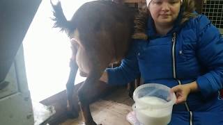 КАК Я С МЕЛКИМИ В САРАЙ СХОДИЛА...