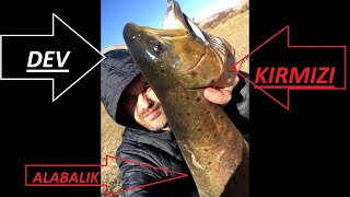 DEV KIRMIZI BENEKLİ ALABALIKLAR !! 2019 -2020  SEZON SONU  ALABALIK AVI - GİANT TROUT FİSHİNG