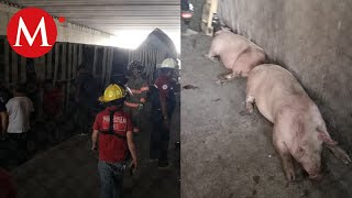Tráiler que trasladaba cerdos vuelca en la México-Pachuca