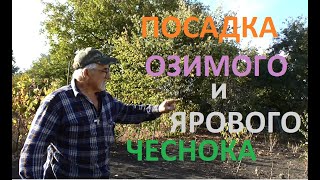 ОСЕННЯЯ ПОСАДКА ЧЕСНОКА проще уже не бывает