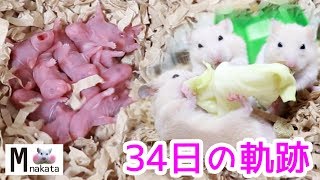 キンクマハムスターの赤ちゃん生後0日から34日までの記録 hamster baby햄스터 가 아기를 낳았다可愛い癒し