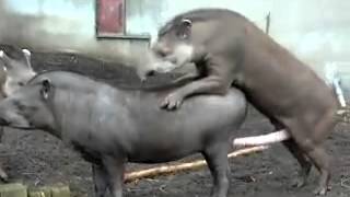 tapir shmakayutsya