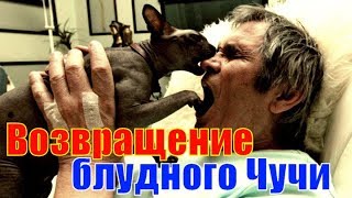 Кот Алибасова нашёлся!!! Новости шоу бизнеса