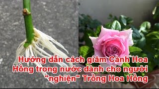 Hướng dẫn cách giâm Cành Hoa Hồng trong nước dành cho người “nghiện” Trồng Hoa Hồng