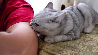КОТЕНОК БАНТИК. Смешные милые животные.