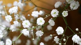 Гипсофила из холодного фарфора