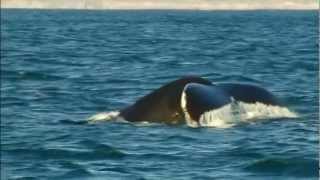 Humpback Whales off Baltimore Coast