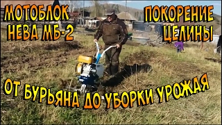 Мотоблок Нева МБ-2 покоряет целину.  Путь от бурьяна до уборки урожая картошки в одном видео.