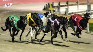 Greyhounds - Dog race - Track racing