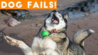 Dogs Have a Ruff Life Funny Fails Comp April 2018 | Try Not to Laugh Animals Funniest Pet Videos
