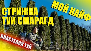 ТУЯ СМАРАГД | ТОПИАР СТРИЖКА| ЖИВАЯ ИЗГОРОДЬ из туи|СтрижкаТуи| ThujaSmaragd| властелинйтуи|