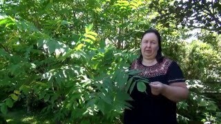ОРЕХ ЧЕРНЫЙ || Полезные свойства и применение