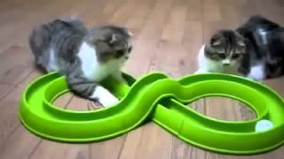 Забавный кот сборник