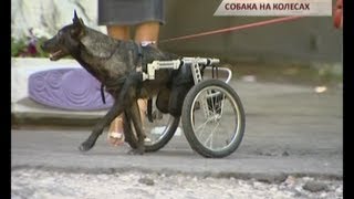 "Чрезвычайные новости". В Украине делают инвалидные коляски для собак