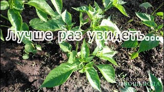 ПЕРЕЦ В ГОРШОЧКАХ - обильный урожай в парниках