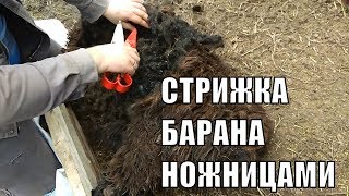 СТРИЖКА БАРАНА НОЖНИЦАМИ И ПРОШУ ВАШЕГО СОВЕТА/СТРОИМ ЖИЗНЬ