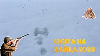 ОХОТА НА ЗАЙЦА 2020 КАК РАСПУТЫВАТЬ СЛЕДЫ!  ЗАЯЦ БЕГУН