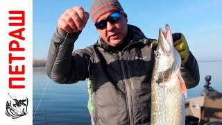 Ловля КРУПНОЙ ЩУКИ на спиннинг осенью Силиконовые приманки Фанатик