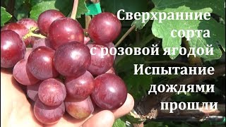 Сверхранние сорта с розовой ягодой испытание дождями прошли. Съемка С. Криули  в 2019 г.